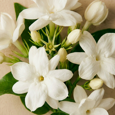 Jasmine Pure Drop Refill