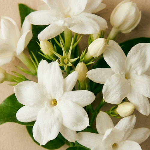 Jasmine Pure Drop Refill