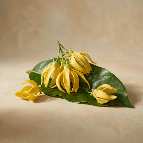 Ylang Ylang Pure Drop Refill