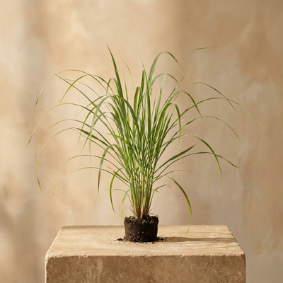 Citronella - Sun Grass