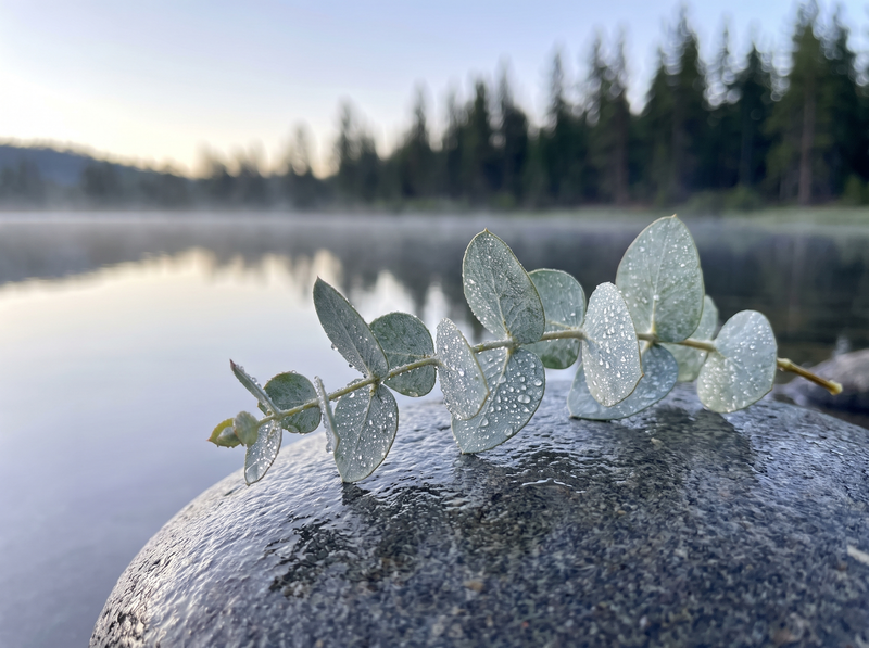Eucalyptus